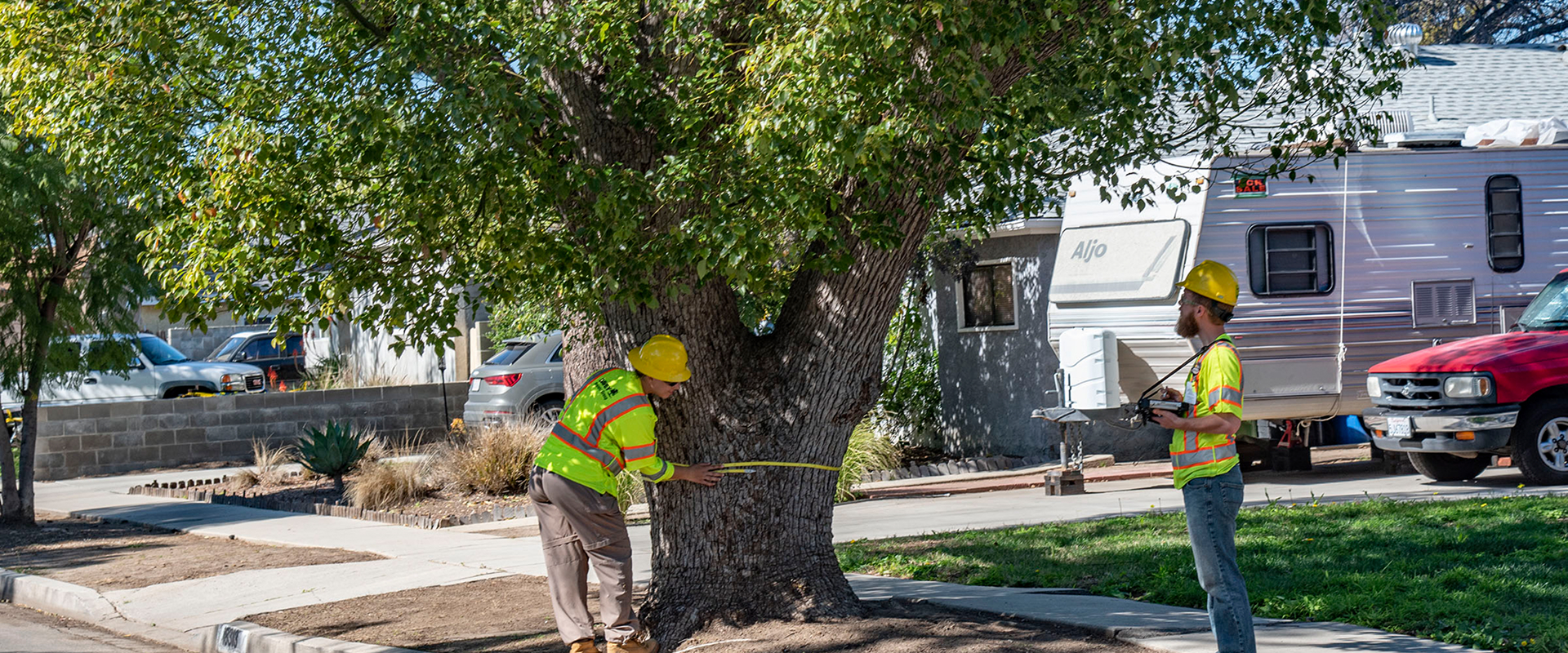 Crew measuring tree