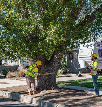 Crew measuring tree