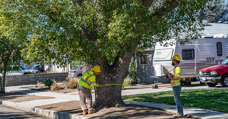 Crew measuring tree