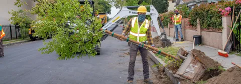 Crew planting trees on the parkway