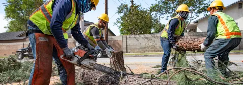 Crew removing fallen tree hazard