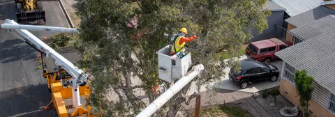 Tree trimming